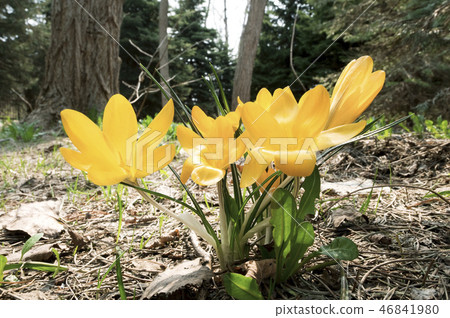 番紅花百合花園 番紅花百合花園 46841980