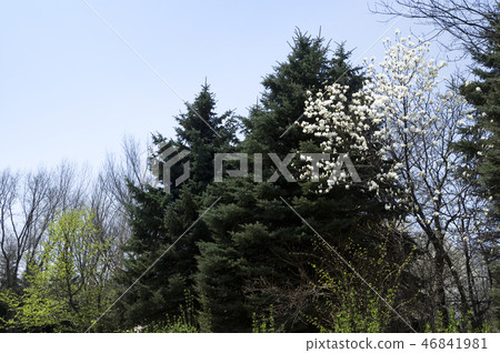 Kobushi Yurigahara公園 46841981