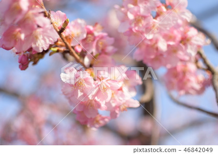 Cherry Blossoms	 46842049