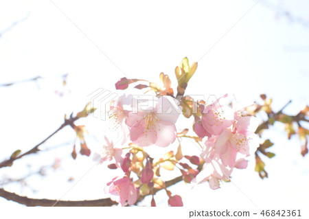 Cherry Blossoms	 46842361