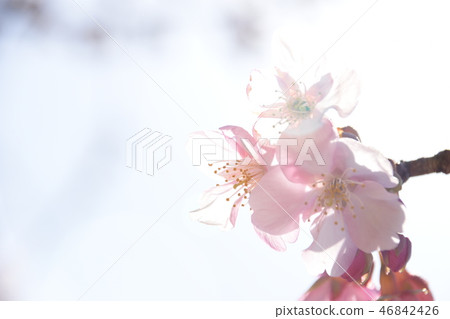 櫻桃樹 46842426