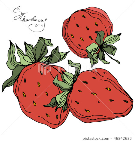 Vector Strawberry fruits. Green leaf. Red and green engraved ink art. Isolated strawberry Vector Strawberry fruits. Green leaf. Red and green engraved ink art. Isolated strawberry 46842683