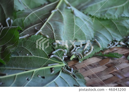 Silkworm eating mulberry leaves Silkworm eating mulberry leaves 46843200