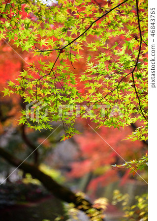 北野Tenmangu秋葉2018年 46843765