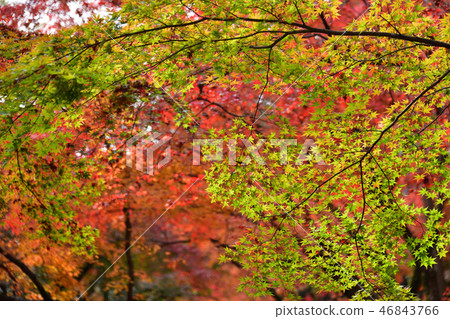 北野Tenmangu秋葉2018年 46843766