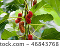 Mulberry fruit and green leaves 46843768