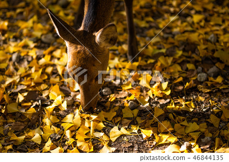 Nara Park: Deer and Ginkgo Nara Park: Deer and Ginkgo 46844135