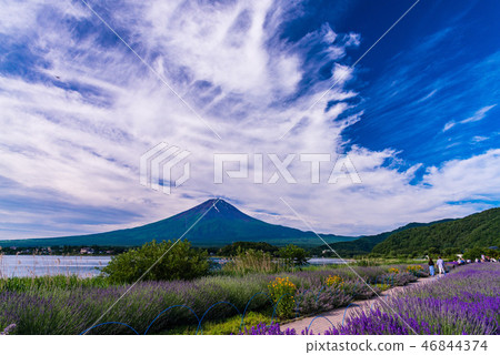 Lavender and Mt. Fuji in Oishi Park (Yamanashi Prefecture) 46844374