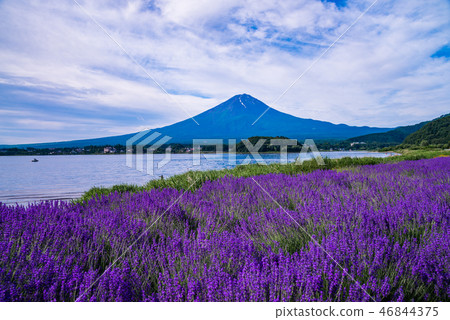 Lavender and Mt. Fuji in Oishi Park (Yamanashi Prefecture) 46844375
