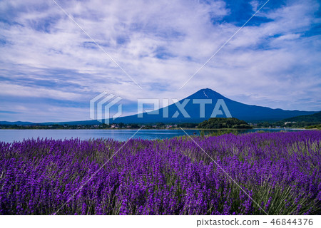 Lavender and Mt. Fuji in Oishi Park (Yamanashi Prefecture) Lavender and Mt. Fuji in Oishi Park (Yamanashi Prefecture) 46844376
