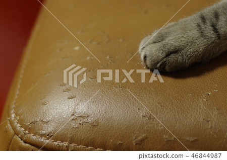 Pet and furniture scratches 46844987