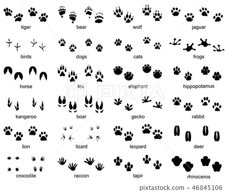 Set of footprints of wild animals Set of footprints of wild animals 46845106