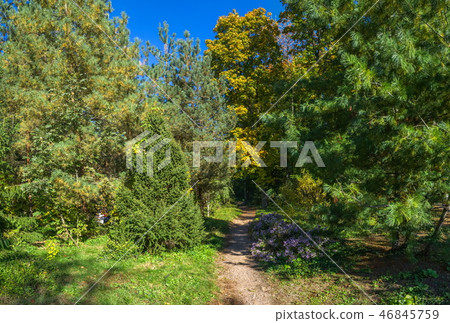 Trees in Sofiyivka Park in Uman, Ukraine 46845759