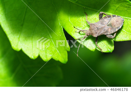 Flying bug 46846178