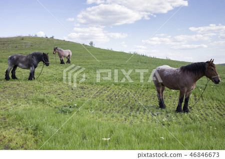 Powerful Belgian horse in moldavian field. Powerful Belgian horse in moldavian field. 46846673