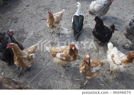 Muscovy duck is between hens in the birds yard. Muscovy duck is between hens in the birds yard. 46846674