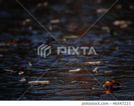 Ice cover. Fallen oak leaves on ice. Frozen lake 46847221