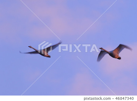 Morning of Izu-numa 46847340