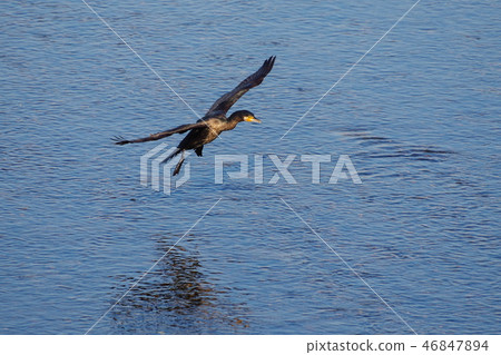 一條飛往多摩河的河流 46847894