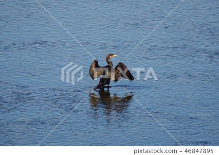一條飛往多摩河的河流 46847895
