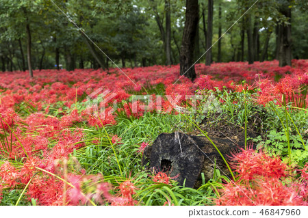 2018簇灰03 46847960