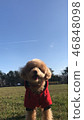 Toy poodle and contrail 46848098