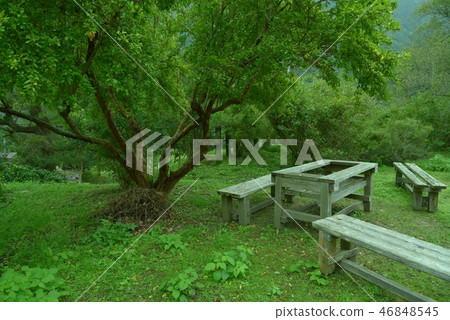 Pomegranate tree 46848545