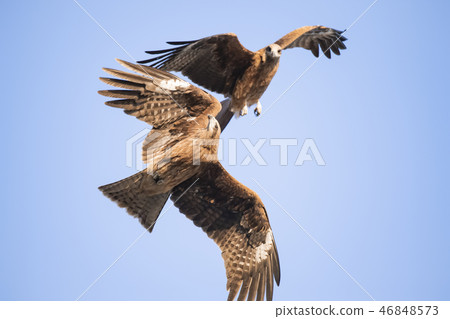 Raptor eagle eagle scramble battle 46848573