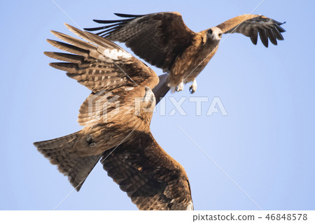 Raptor eagle eagle scramble battle Raptor eagle eagle scramble battle 46848578