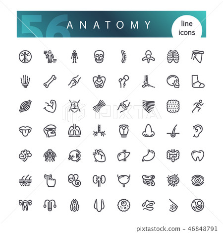 Anatomy of the human body Line Icons Set 46848791