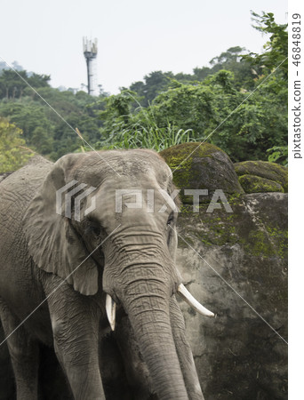 Zoo elephant 46848819