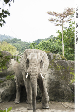 Zoo elephant Zoo elephant 46848822