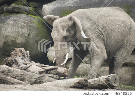 動物園的大象 動物園的大象 46848836