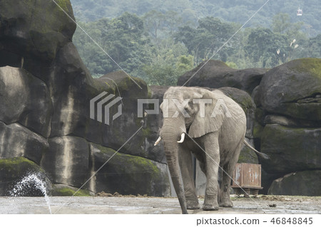 Zoo elephant 46848845