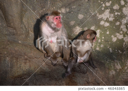 Monkeys in Saruyama 46848865