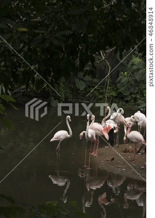 Red crane Red crane 46848914
