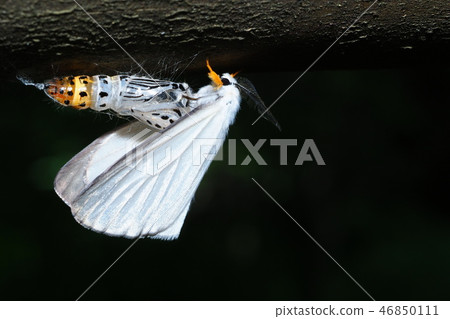 Kiasidodaga（出苗後，去殼） 46850111