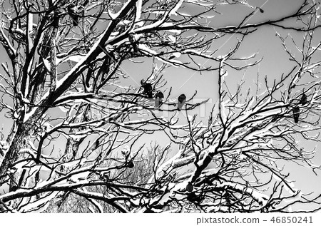 Birds in winter. Birds in winter. 46850241