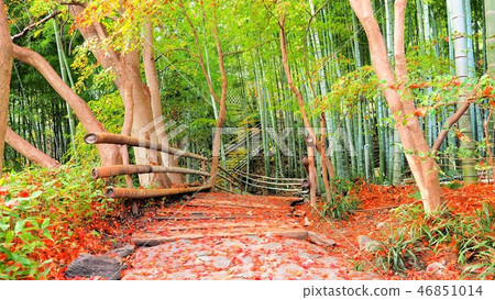 Yashima Shikokumura紅葉1 46851014