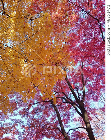 秋天 - 短時間 -  46851473