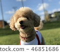 A pleasant toy poodle 1 for a walk 46851686