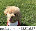 Toy Poodle 2 for a pleasant walk 46851687