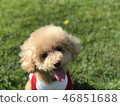 Laughing toy poodles for a pleasant walk 46851688