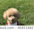 Laughing Toy Poodle 46851882