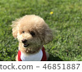 Laughing Toy Poodle 46851887