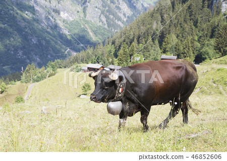 Herens cow with a bell (Bagnes, Switzerland) 46852606