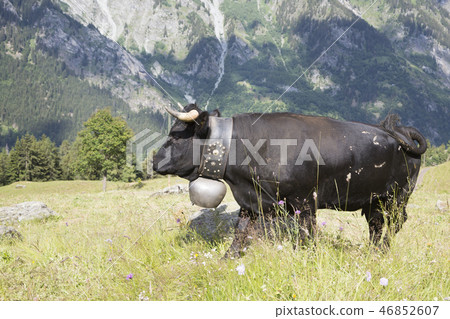 Herens cow with a bell (Bagnes, Switzerland) 46852607