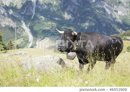 Herens cow with a bell (Bagnes, Switzerland) 46852608