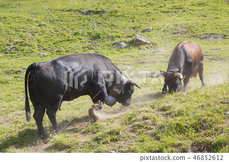 Herens cow with a bell (Bagnes, Switzerland) Herens cow with a bell (Bagnes, Switzerland) 46852612