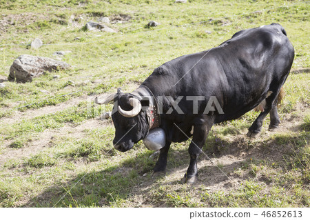 Herens cow with a bell (Bagnes, Switzerland) 46852613